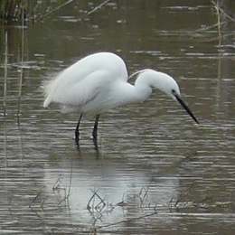 aigrette_garzette_claden.jpg