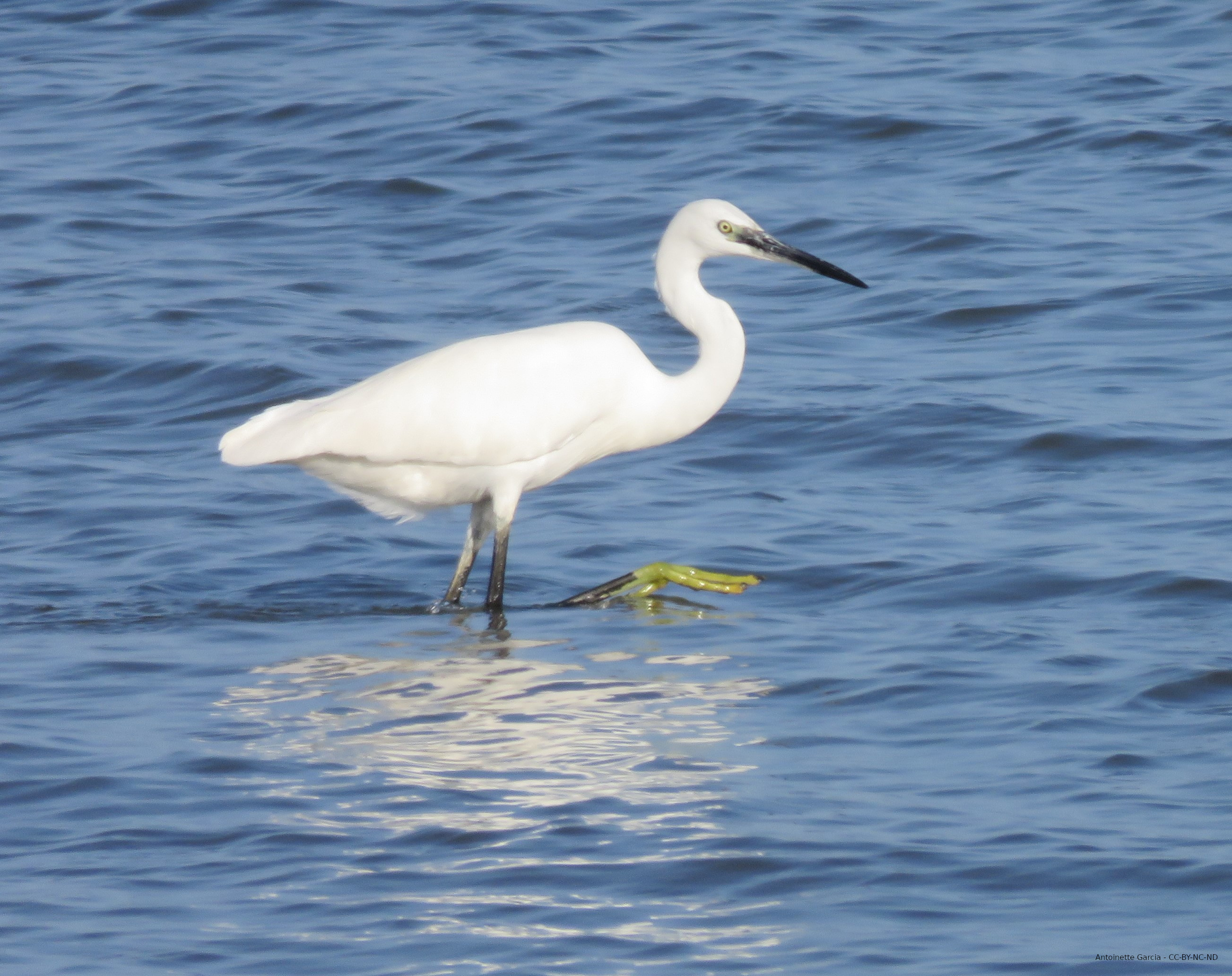 Aigrette garzette photographiée par Antoinette Garcia