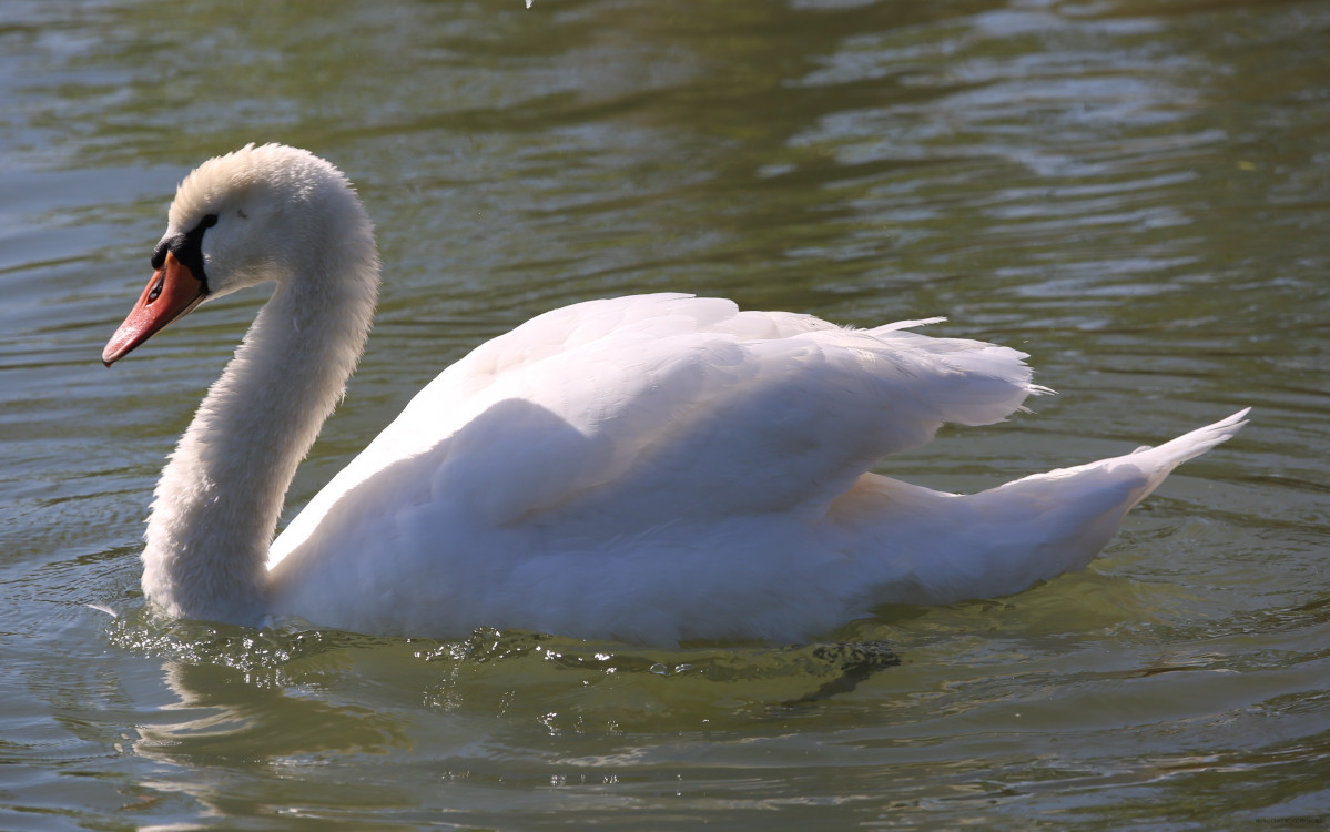 Cygne tuberculé photographié par Michel Chauve