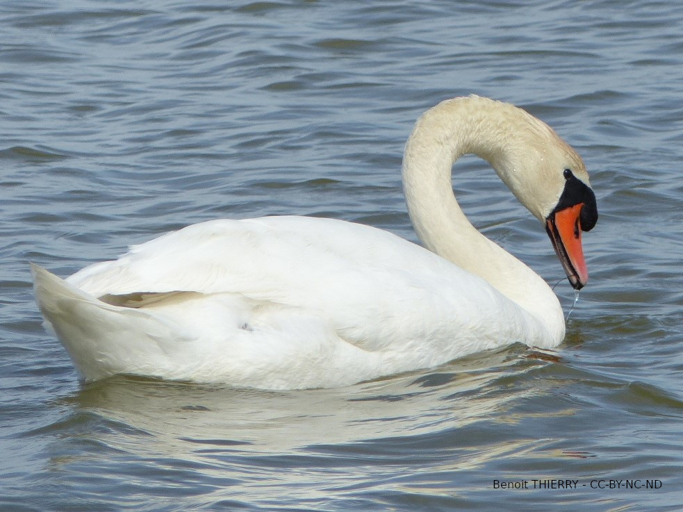 Cygne Tuberculé photographié par Benoit Thierry