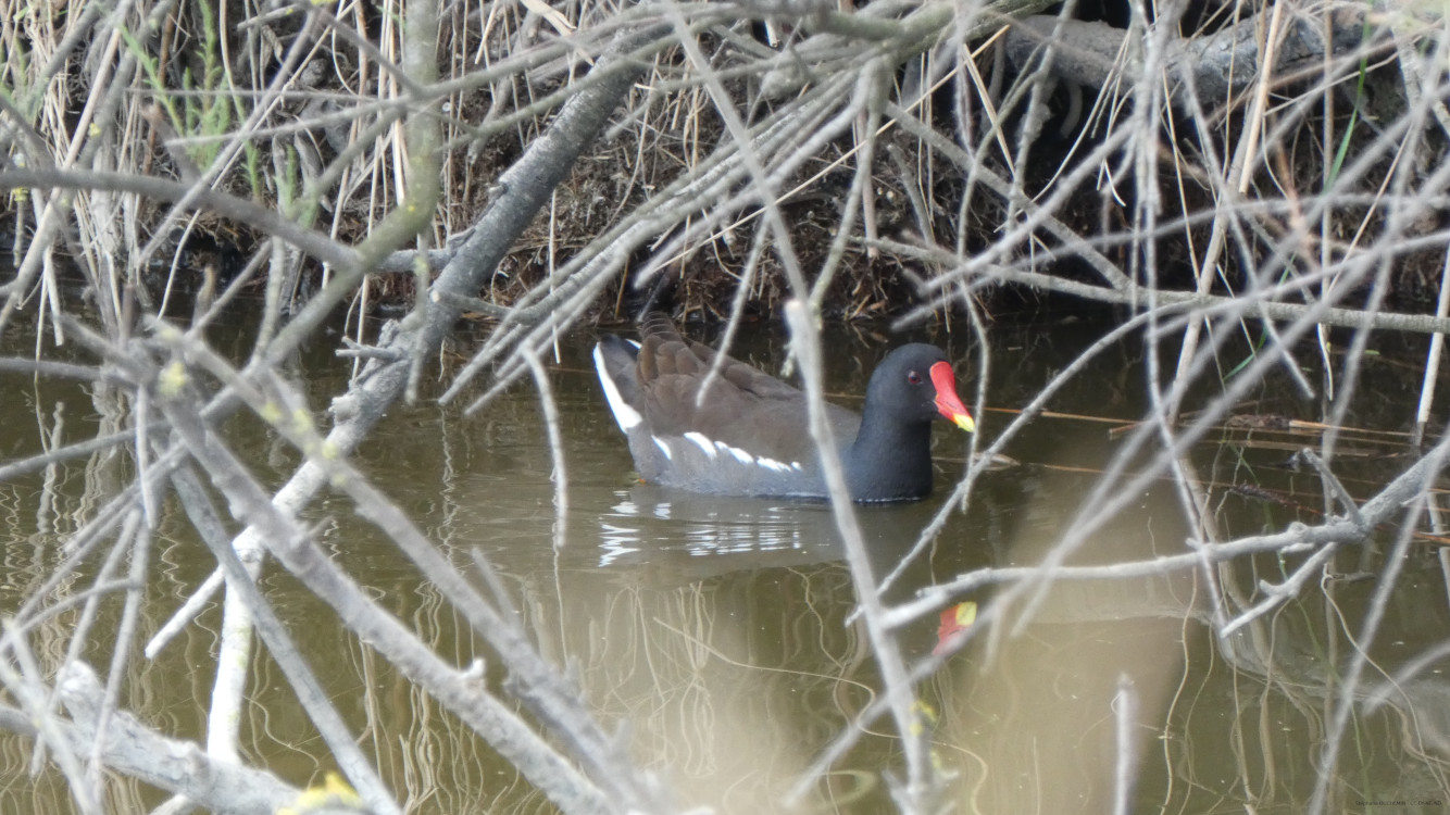 Galinule poule d'eau