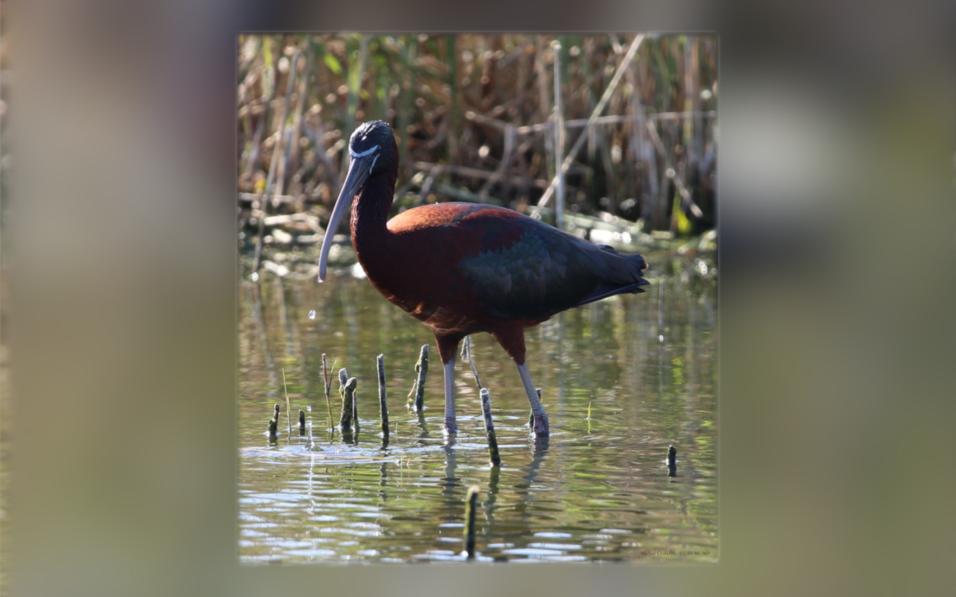 Ibis falcinelle photographié par Michel Chauve