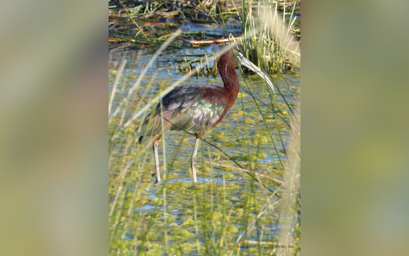 Ibis falcinelle photographié par Benoit Thierry